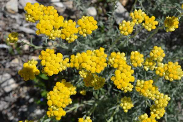  - Essential Oils